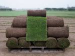 Turf